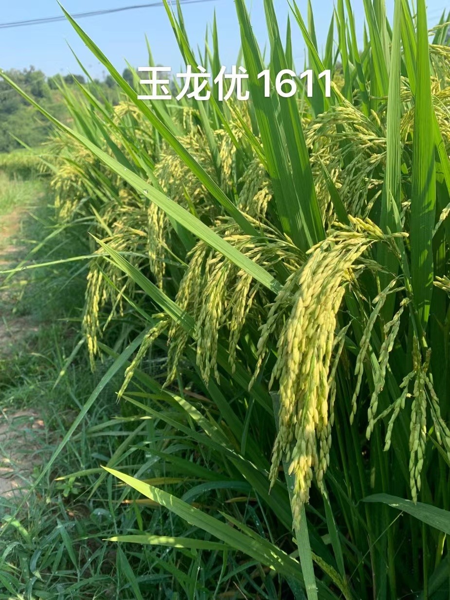 水稻图片1.jpg