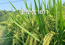 热烈祝贺我司推广的水稻品种“玉龙优1611”入选2023年国家农作物优良品种推广目录